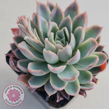 Load image into Gallery viewer, Echeveria Violet Queen - John & Norma's Succulents
