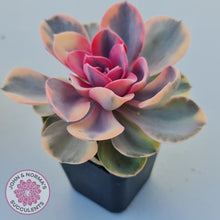 Load image into Gallery viewer, Echeveria West Rainbow