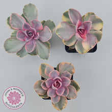 Load image into Gallery viewer, Echeveria West Rainbow