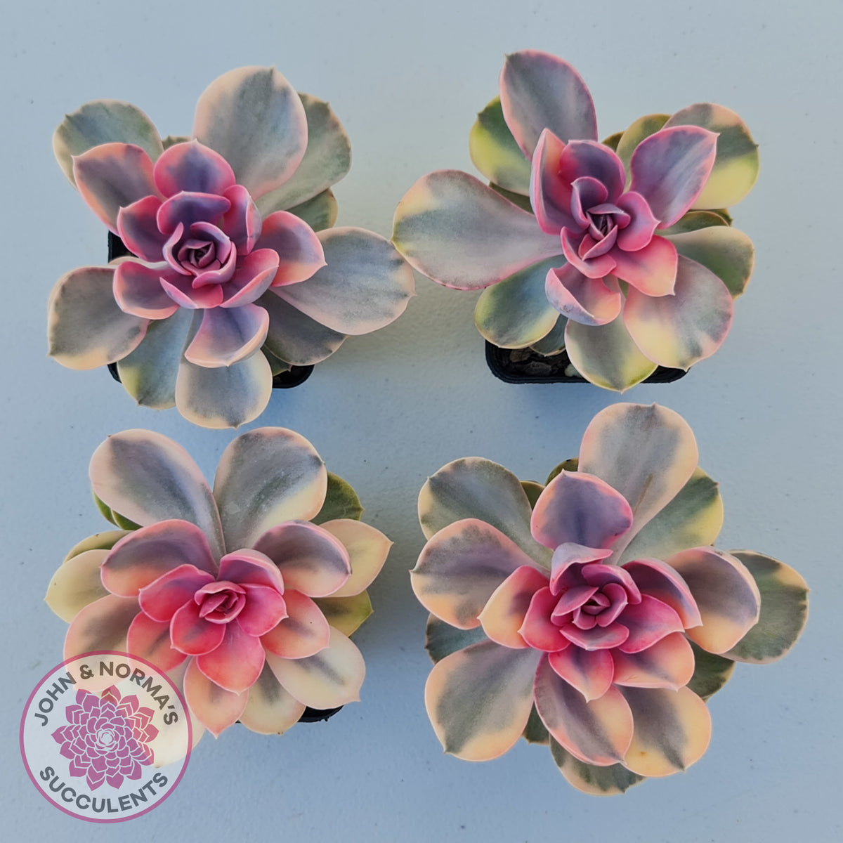 Echeveria West Rainbow