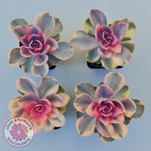 Load image into Gallery viewer, Echeveria West Rainbow