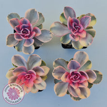 Load image into Gallery viewer, Echeveria West Rainbow