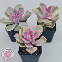 Load image into Gallery viewer, Echeveria West Rainbow