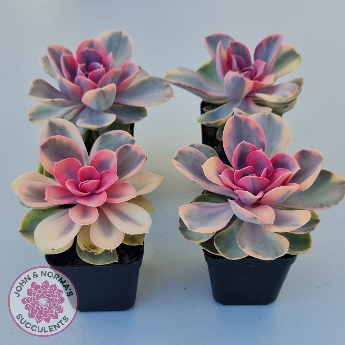 Echeveria West Rainbow