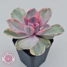 Load image into Gallery viewer, Echeveria West Rainbow