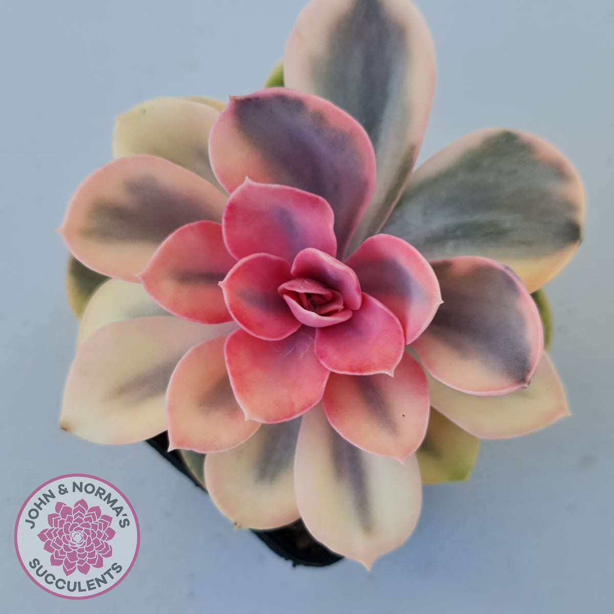 Echeveria West Rainbow