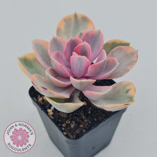 Load image into Gallery viewer, Echeveria West Rainbow