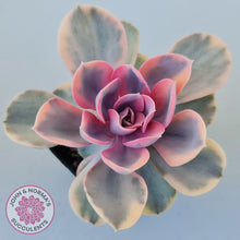 Load image into Gallery viewer, Echeveria West Rainbow
