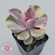 Load image into Gallery viewer, Echeveria West Rainbow