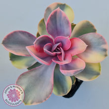 Load image into Gallery viewer, Echeveria West Rainbow