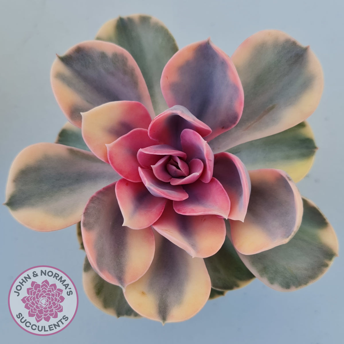 Echeveria West Rainbow
