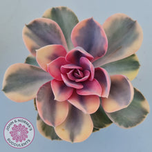 Load image into Gallery viewer, Echeveria West Rainbow