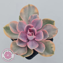 Load image into Gallery viewer, Echeveria West Rainbow