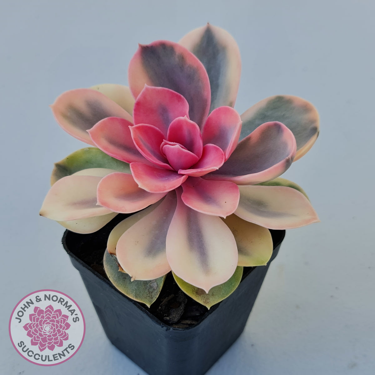 Echeveria West Rainbow