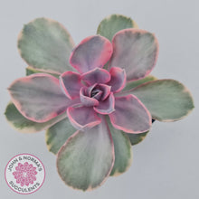 Load image into Gallery viewer, Echeveria West Rainbow