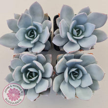 Load image into Gallery viewer, Echeveria White Lotus - John & Norma's Succulents Australia