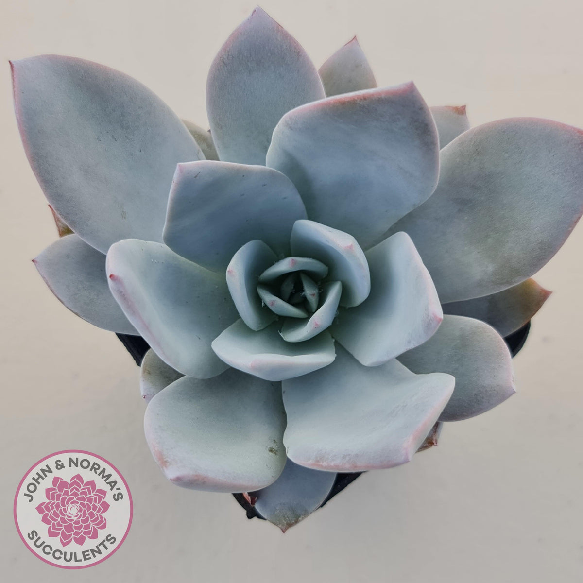 Echeveria White Lotus
