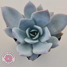 Load image into Gallery viewer, Echeveria White Lotus - John & Norma's Succulents Australia