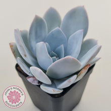 Load image into Gallery viewer, Echeveria White Lotus - John & Norma's Succulents Australia
