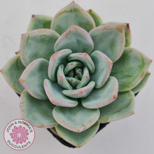 Load image into Gallery viewer, Echeveria 'White Night Champagne'