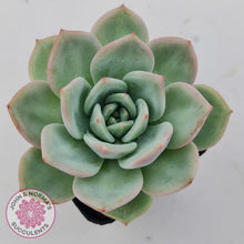 Load image into Gallery viewer, Echeveria 'White Night Champagne'