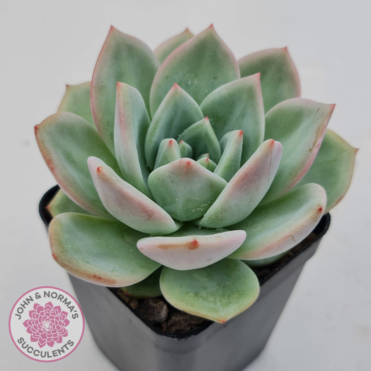 Echeveria 'White Night Champagne'