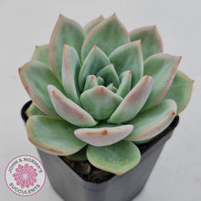 Load image into Gallery viewer, Echeveria 'White Night Champagne'