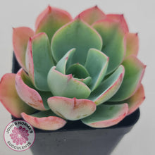 Load image into Gallery viewer, Echeveria White Rose - John & Norma's Succulents
