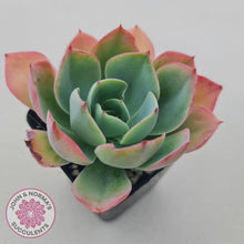 Load image into Gallery viewer, Echeveria White Rose - John & Norma's Succulents