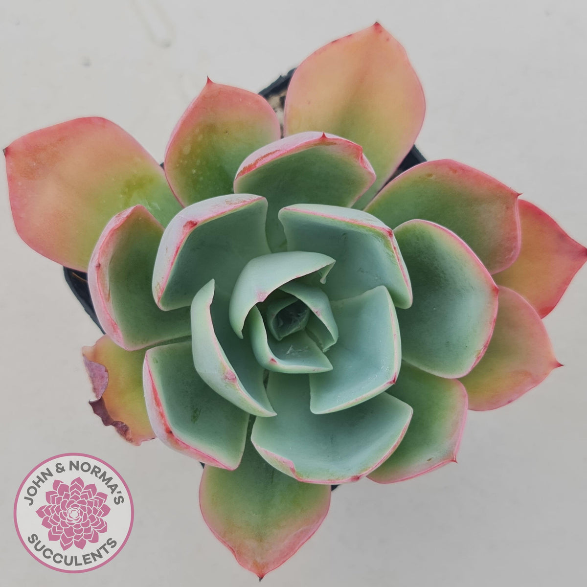 Echeveria 'White Rose'