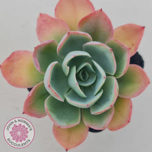 Load image into Gallery viewer, Echeveria White Rose - John & Norma's Succulents