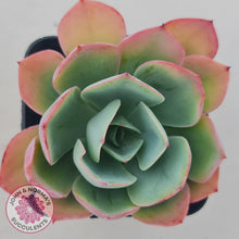 Load image into Gallery viewer, Echeveria White Rose - John & Norma's Succulents