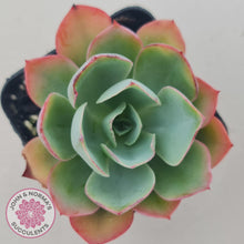 Load image into Gallery viewer, Echeveria White Rose - John & Norma's Succulents