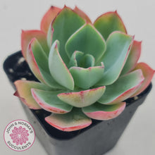 Load image into Gallery viewer, Echeveria White Rose - John & Norma's Succulents