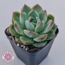 Load image into Gallery viewer, Echeveria Wisteria - John & Norma's Succulents Australia