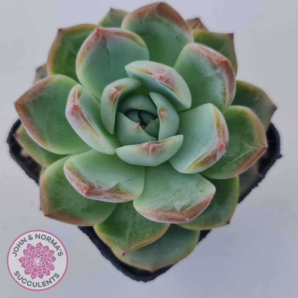 Echeveria Wisteria