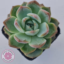 Load image into Gallery viewer, Echeveria Wisteria - John & Norma's Succulents Australia