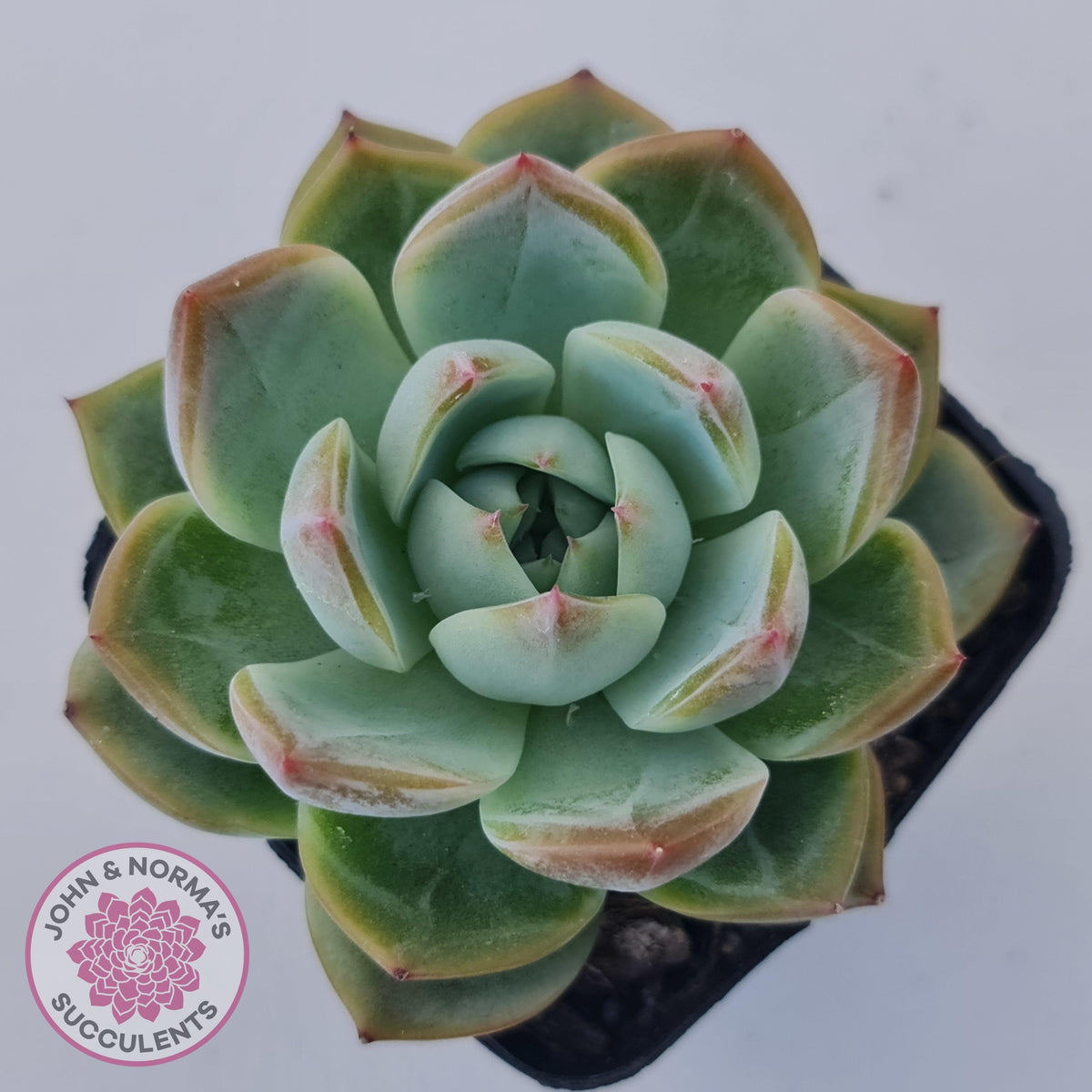Echeveria Wisteria