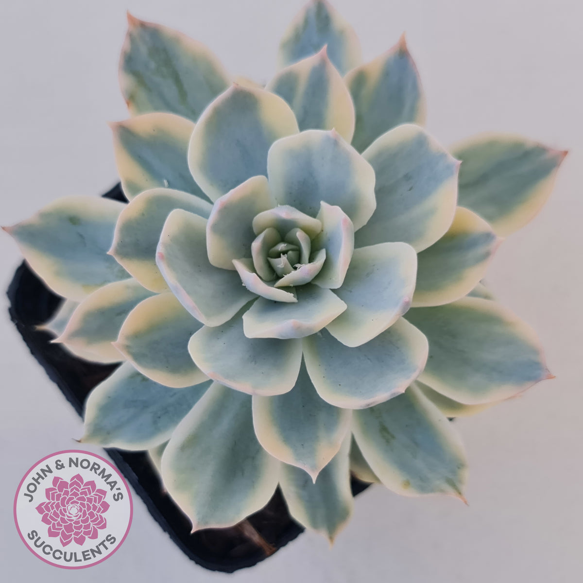 Echeveria desmetiana v subsessilis variegata
