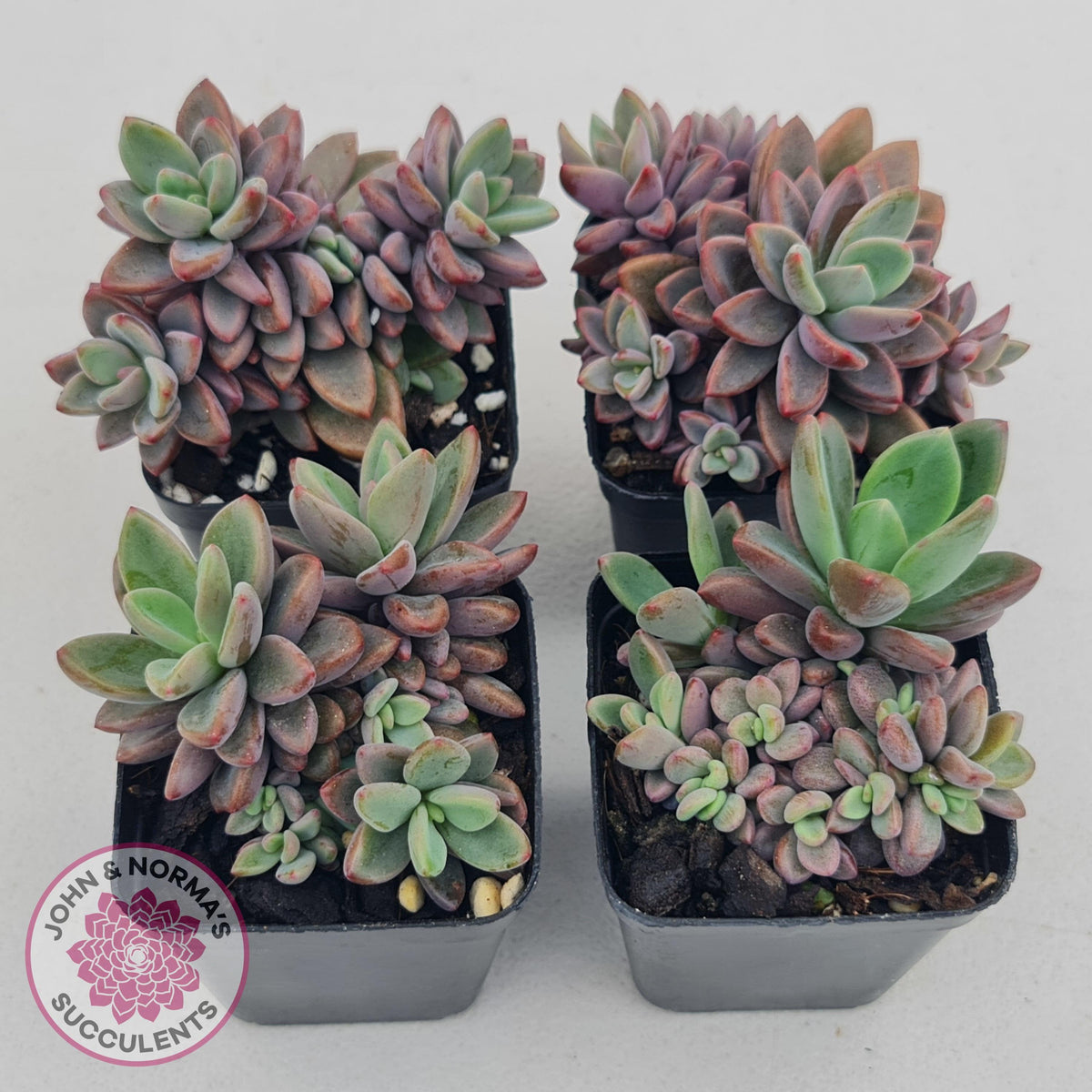 Echeveria manaudes