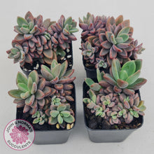 Load image into Gallery viewer, Echeveria manaudes - John & Norma's Succulents
