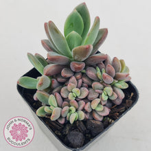 Load image into Gallery viewer, Echeveria manaudes - John & Norma's Succulents