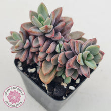 Load image into Gallery viewer, Echeveria manaudes - John & Norma's Succulents