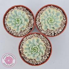Load image into Gallery viewer, Echeveria minima variegated - John & Norma's Succulents Australia