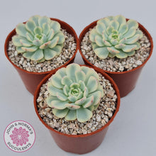 Load image into Gallery viewer, Echeveria minima variegated - John & Norma's Succulents Australia