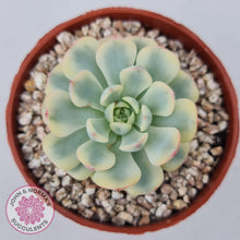 Load image into Gallery viewer, Echeveria minima variegated - John & Norma's Succulents Australia
