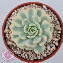 Load image into Gallery viewer, Echeveria minima variegated - John & Norma's Succulents Australia