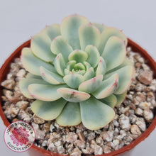 Load image into Gallery viewer, Echeveria minima variegated - John & Norma's Succulents Australia