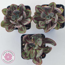 Load image into Gallery viewer, Echeveria nodulosa 'Painted Lady' - John & Norma's Succulents Australia