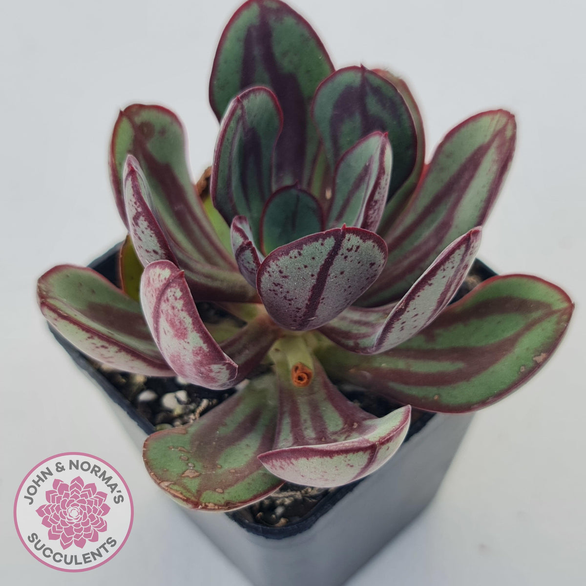 Echeveria nodulosa 'Painted Lady'